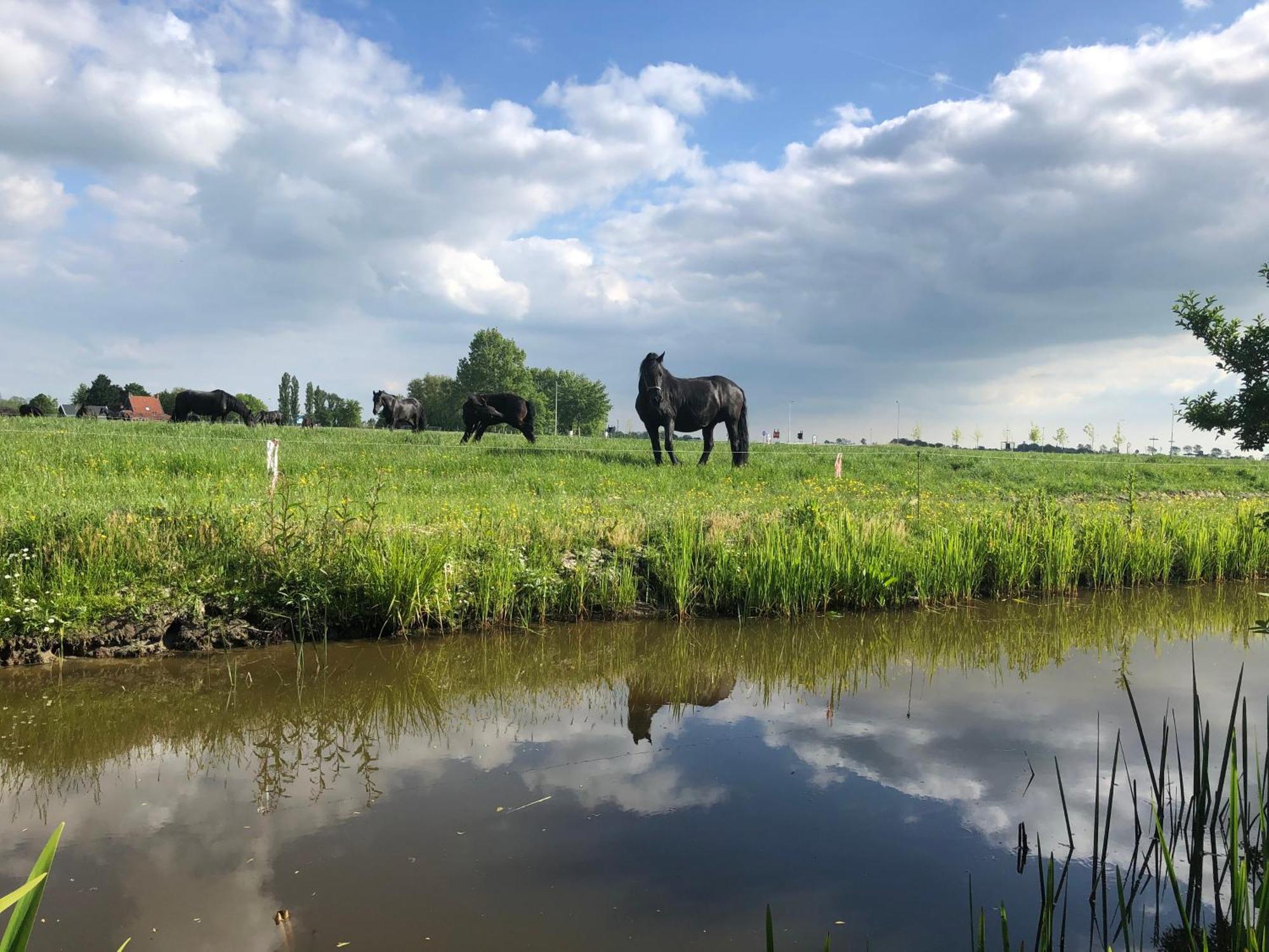 Vakantiehuis In Friesland Voor De Hele Familie Huns Εξωτερικό φωτογραφία